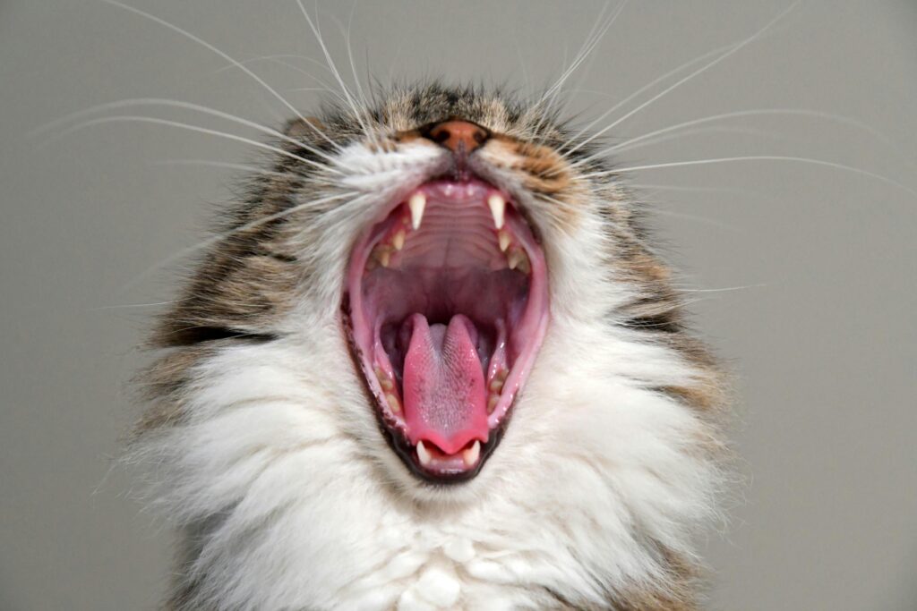 cats foods