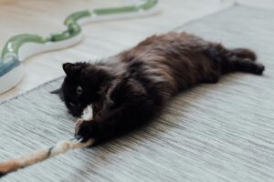 toy cat
