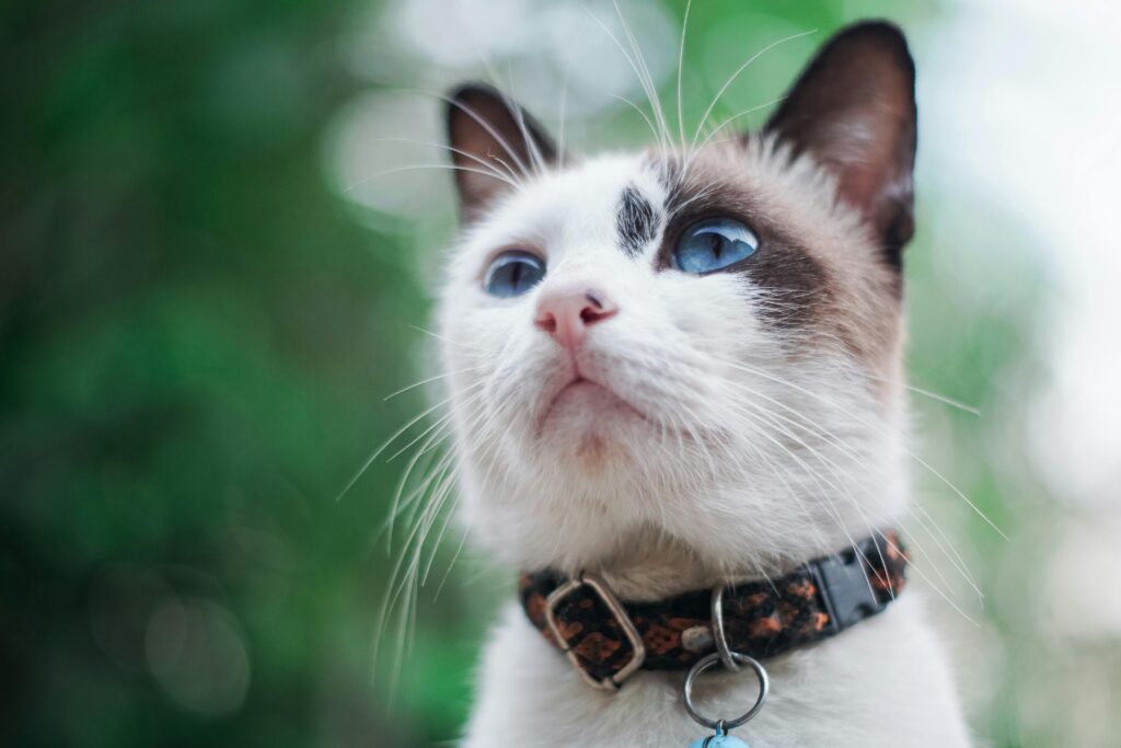 cats collar