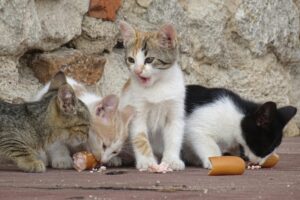 cats food