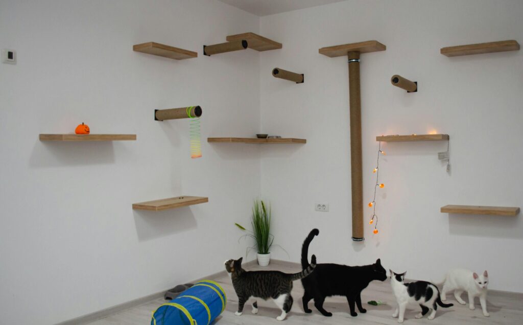 own space cats