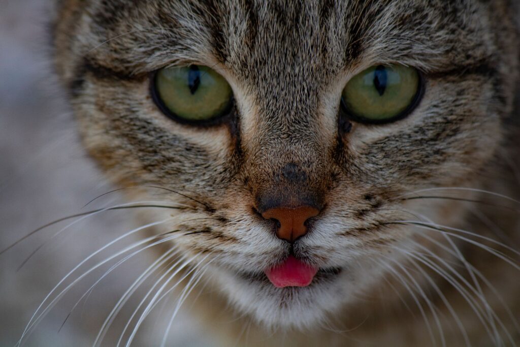 tongue cats