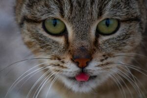 tongue cats