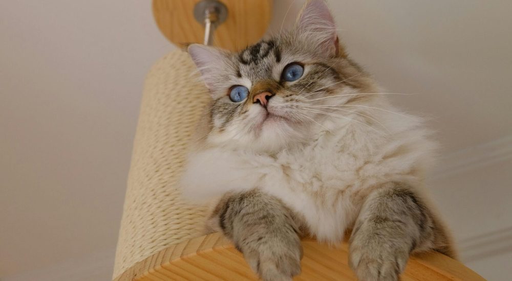 elevated sites cats