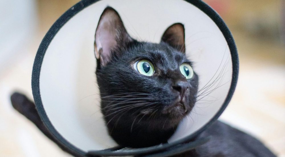 elizabethan collar