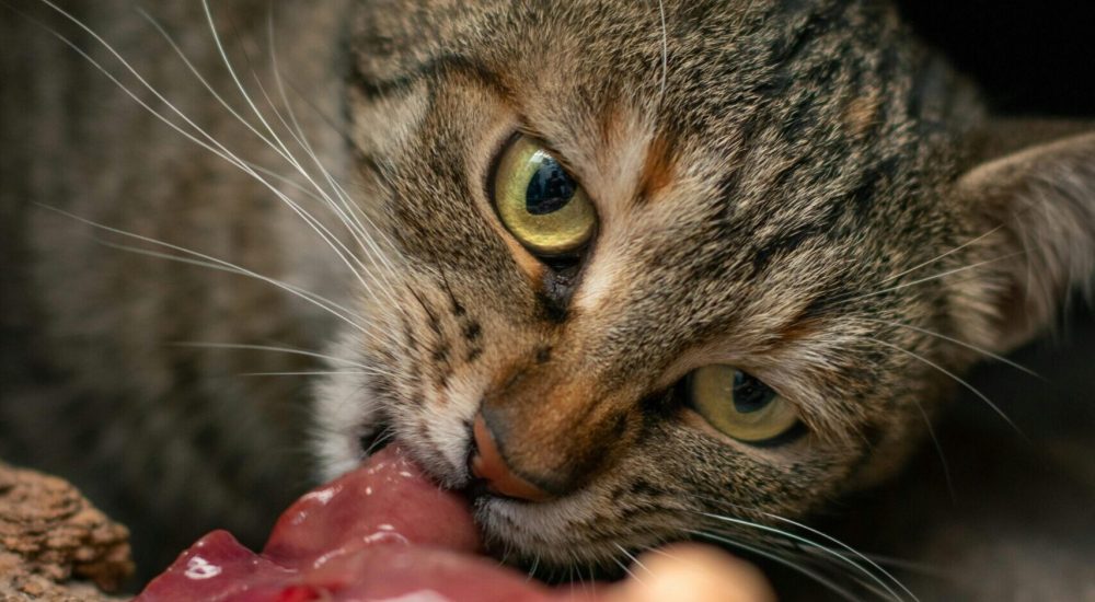raw meat