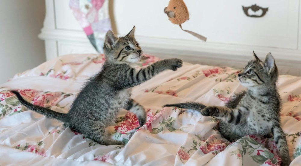 the cat feather toy