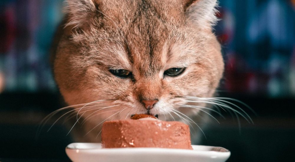 wet cat foods
