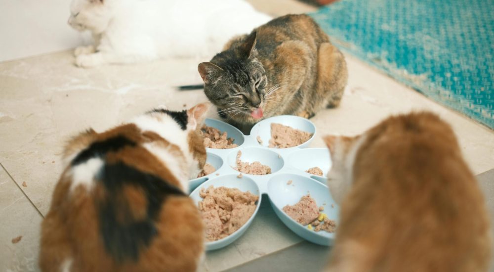 cat food