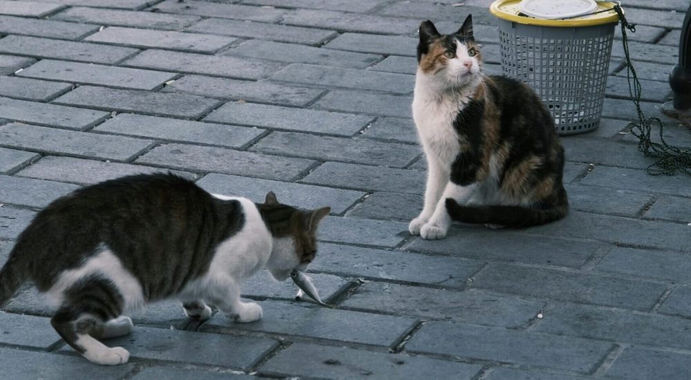 cat foods