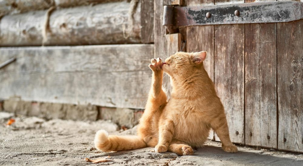 cat tongue rough