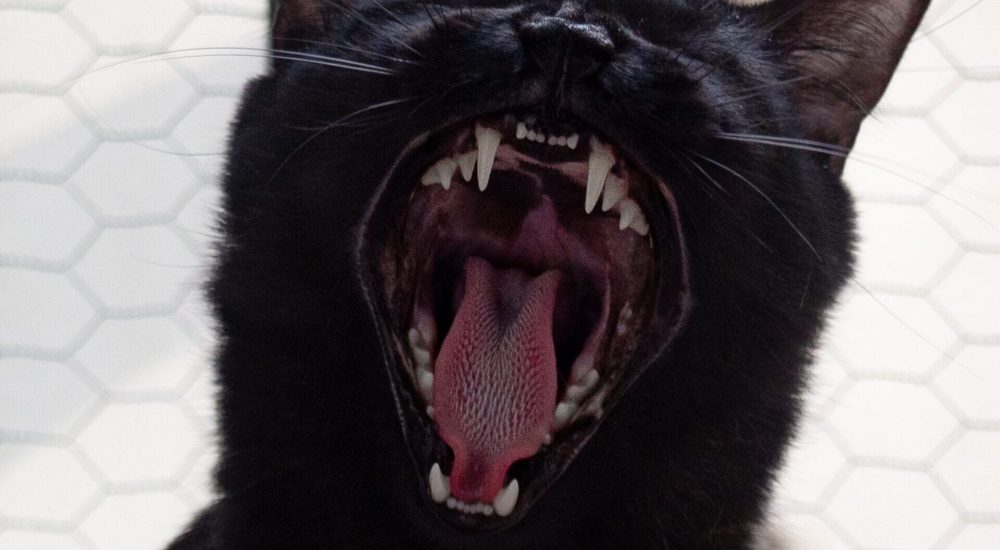 cat tongue