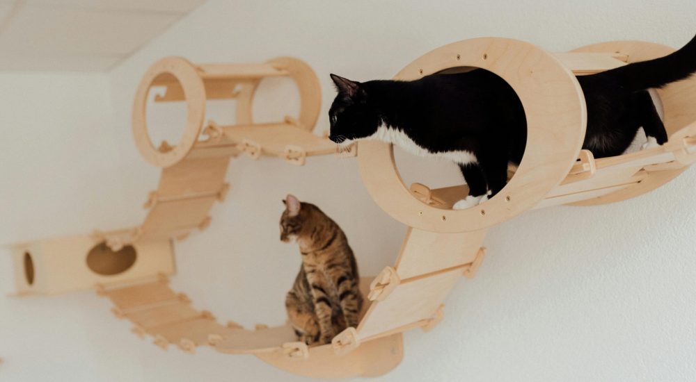 cat trees