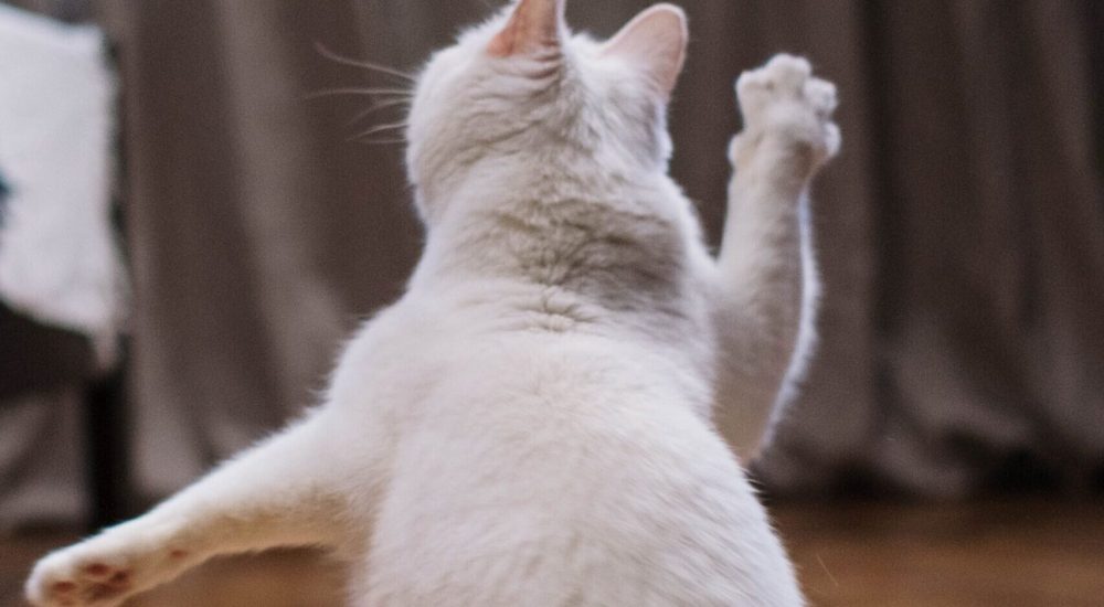 cats bone
