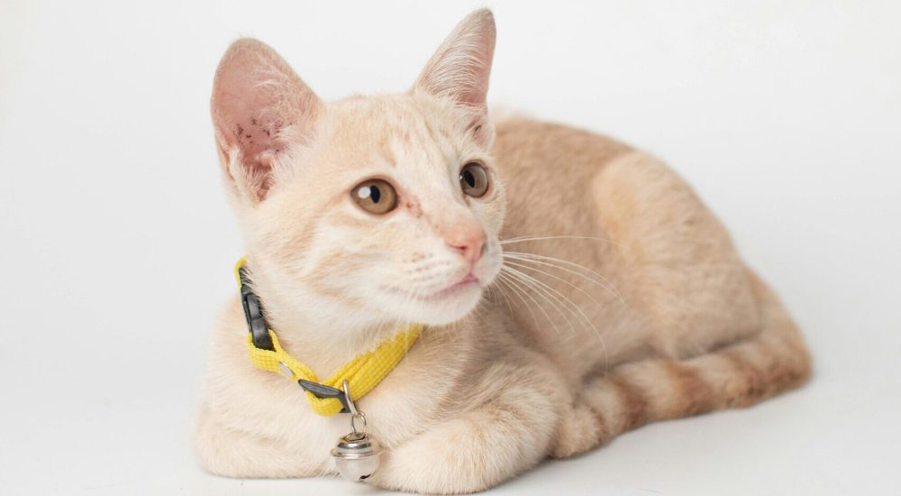 collars cats