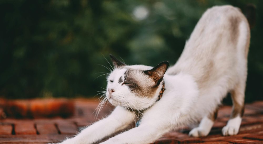 pexels tamba09 979247