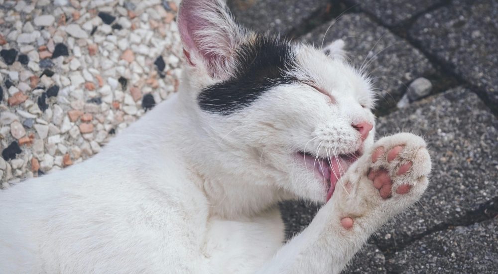 rough tongue
