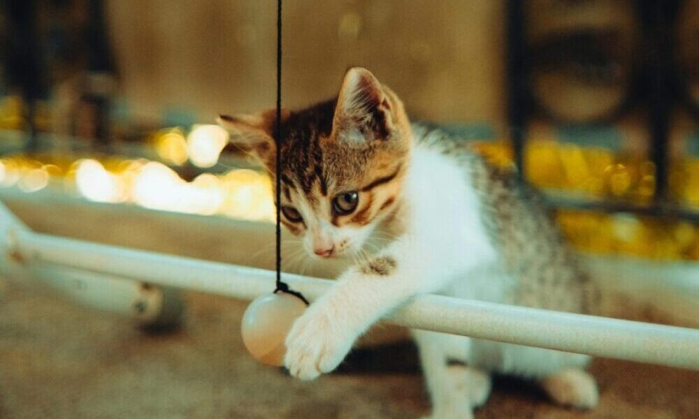 toy cats